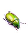 Green beetle