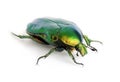 Green beetle