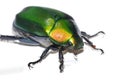 Green Beetle