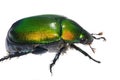 Green Beetle