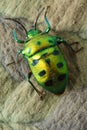 Green Beetle Royalty Free Stock Photo