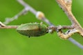 green beetle on a branch