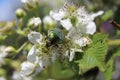 Green beetle bronze on raspberry flowers in summer at the dacha macro