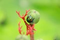 Green beetle bugle on the leaf has a blurred nature. Royalty Free Stock Photo