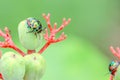 Green beetle bugle on the leaf has a blurred nature Royalty Free Stock Photo