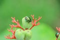 Green beetle bugle on the leaf has a blurred nature Royalty Free Stock Photo