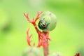 Green beetle bugle on the leaf has a blurred nature Royalty Free Stock Photo