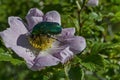 A green beetle or Cetonia aurata in the sun on a bloom wild rose flower, in district Marchaevo, Sofia, Vitosha mountain Royalty Free Stock Photo