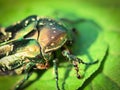 Green beetle, Chafer and ants, macro photo Royalty Free Stock Photo