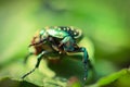 Green beetle, Chafer, macro photo Royalty Free Stock Photo