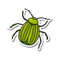 Colorado potato beetle. Vector color illustration of an insect.