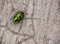 Green beetle Royalty Free Stock Photo