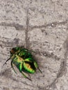 Green beetle Royalty Free Stock Photo