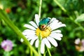 Green beetle on a daisy. Photo of an insect on a white daisy