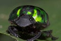 Green Beetle-Ecuador Royalty Free Stock Photo