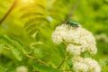 Green beetle on a flower of mountain ash Royalty Free Stock Photo