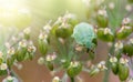 Green beetle on the green flower under sun light Royalty Free Stock Photo