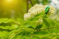 Green beetle on a flower of mountain ash Royalty Free Stock Photo