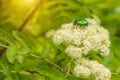 Green beetle on a flower of mountain ash Royalty Free Stock Photo
