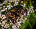 Green beetle Geotrupidae sits on small white flowers Royalty Free Stock Photo