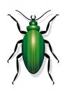 Green Beetle