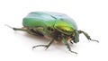 Green beetle