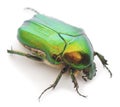 Green beetle