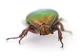 Green beetle isolated Royalty Free Stock Photo