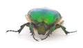 Green beetle isolated Royalty Free Stock Photo