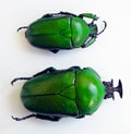 Green beetle isolated on white, Dicronorrhina micans macro close up, collection beetles, insects