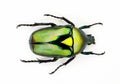 Green beetle isolated on white, Rhomborrhina resplendens macro close up, collection beetles, cetoniidae
