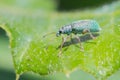 green beetle on a leaf