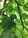 Green beetle in green leaves