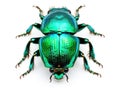 Green beetle