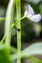 Green beetle are mating on a long bean close up