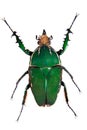 Green beetle on the white background Royalty Free Stock Photo