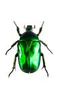 Green beetle on the white background Royalty Free Stock Photo