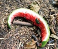 Green beetle on piece of watermelon, beetle drinks juice, Cetonia aurata close up, animal observations