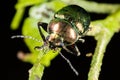 Green beetle on the plant in nature. macro. black background Royalty Free Stock Photo