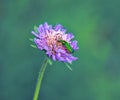 Green beetle on purple flower