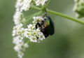 Green beetle. Rose chafer cetonia aurata on flower Royalty Free Stock Photo