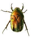 Green beetle. Rose chafer , cetonia aurata Royalty Free Stock Photo