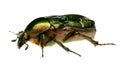 Green beetle. Rose chafer , cetonia aurata Royalty Free Stock Photo