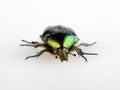 Green beetle. Rose chafer cetonia aurata isolated on white Royalty Free Stock Photo