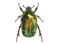 Green beetle or Rose chafer, cetonia aurata, isolated on white background, detailed makro top view Royalty Free Stock Photo