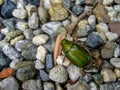 Green beetle searching for food on a stone ground in Tokyo (Japan)