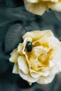 Green beetle sits on a yellow rose