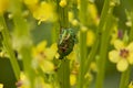 Small insects among tall blooming flowers