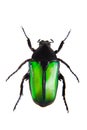 Green beetle on the white background Royalty Free Stock Photo