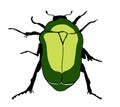 A green beetle on a white background.